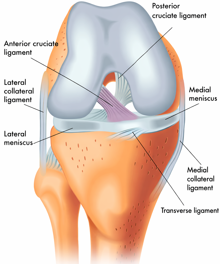 Anterior Cruciate Ligament