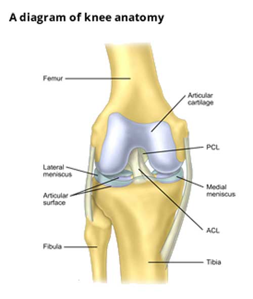 anatomy
