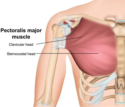 pec-major