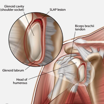anatomy