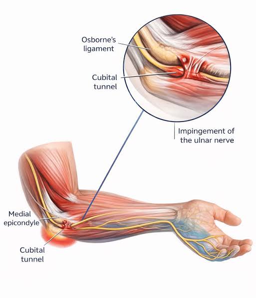 images_anatomy