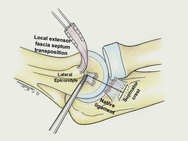 anatomy