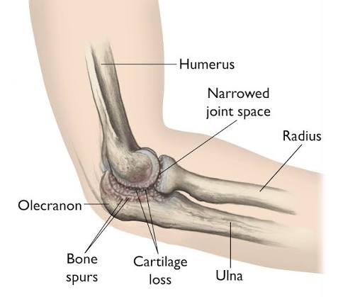 anatomy