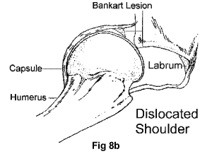 anatomy