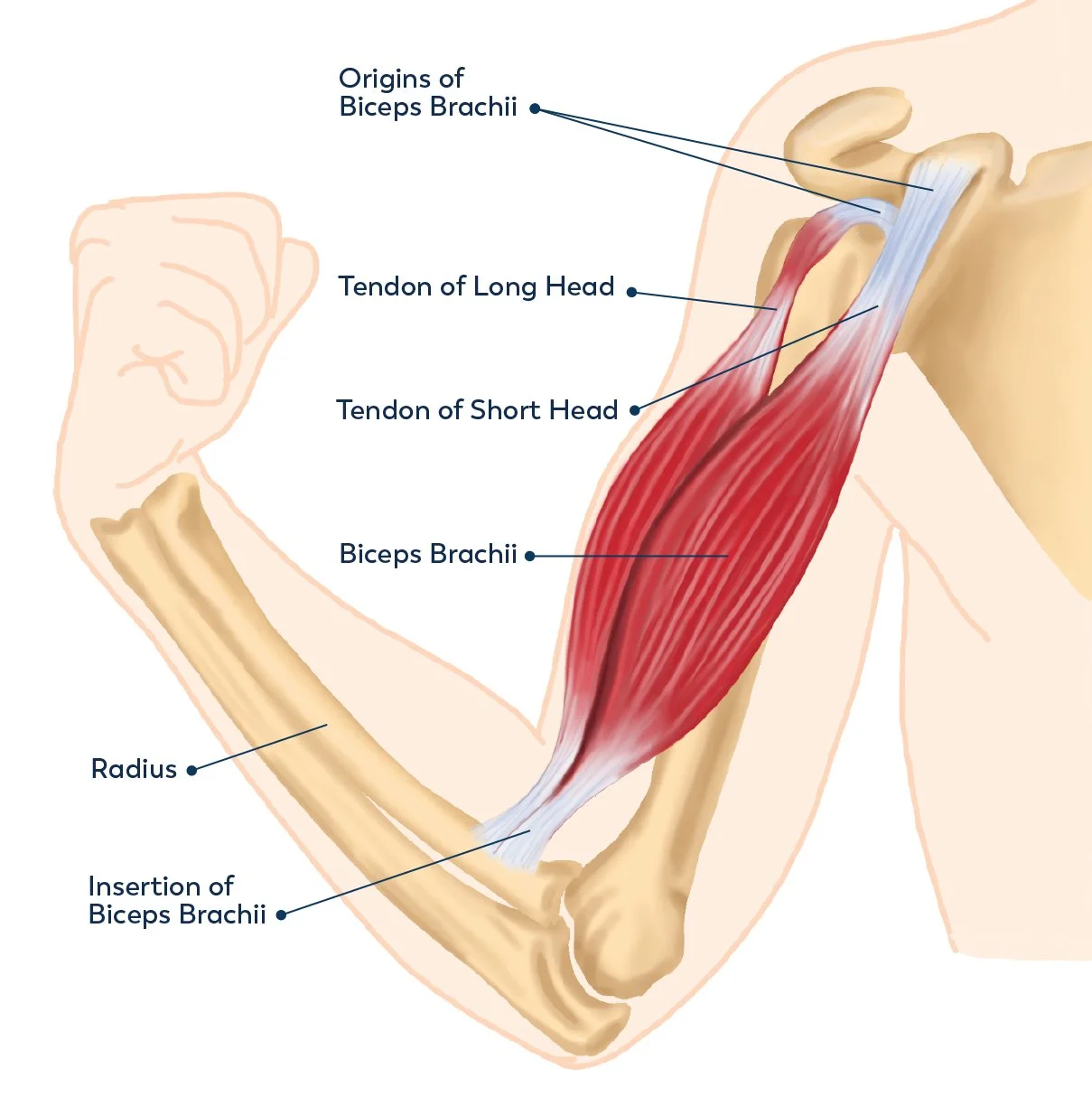 bicep-anatomy